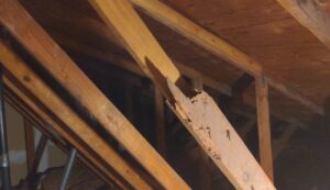 Roof damage from fallen tree requiring insurance claim inspection